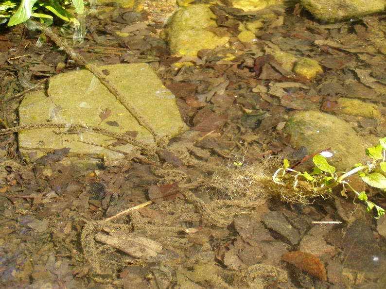 Orgia fra rospi comuni